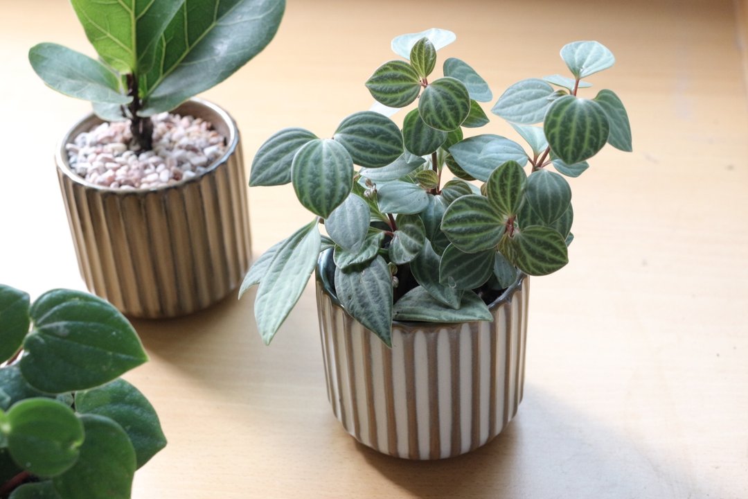 土培植栽│多叶兰_室内植物 办公室盆栽 店内摆设 送礼 - 植栽/盆栽 - 陶 蓝色