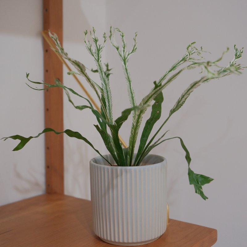 斑叶山苏 - 植栽/盆栽 - 植物．花 