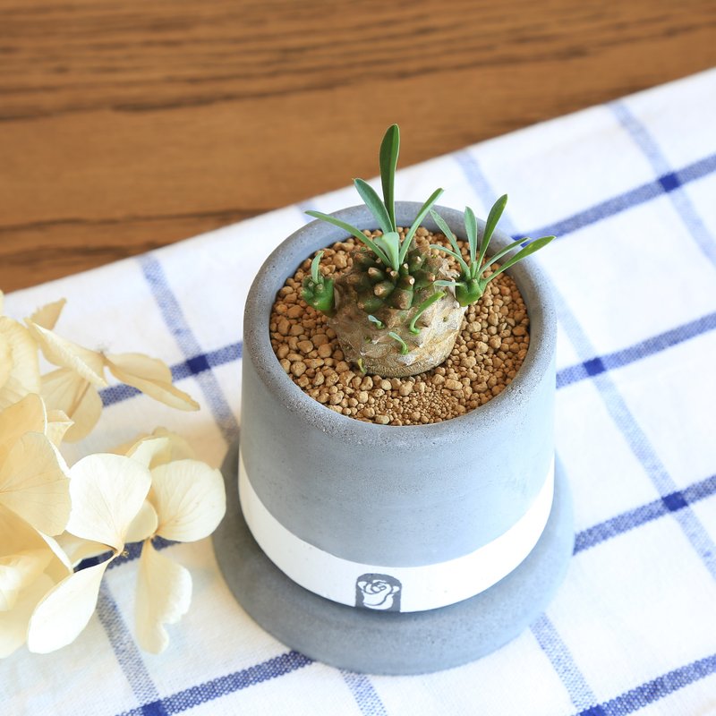 小口井双色 多肉植物仙人掌水泥手作盆栽组 含植物/峨嵋山 - 植栽/盆栽 - 水泥 灰色
