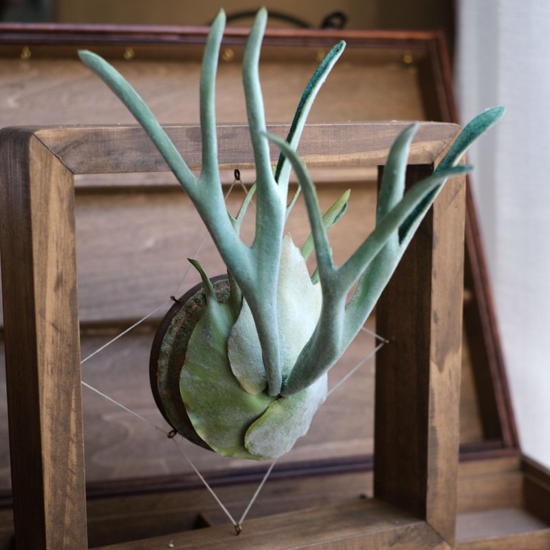 P. veitchii 银鹿 仿真鹿角蕨 皮革工艺 - 摆饰 - 真皮 绿色