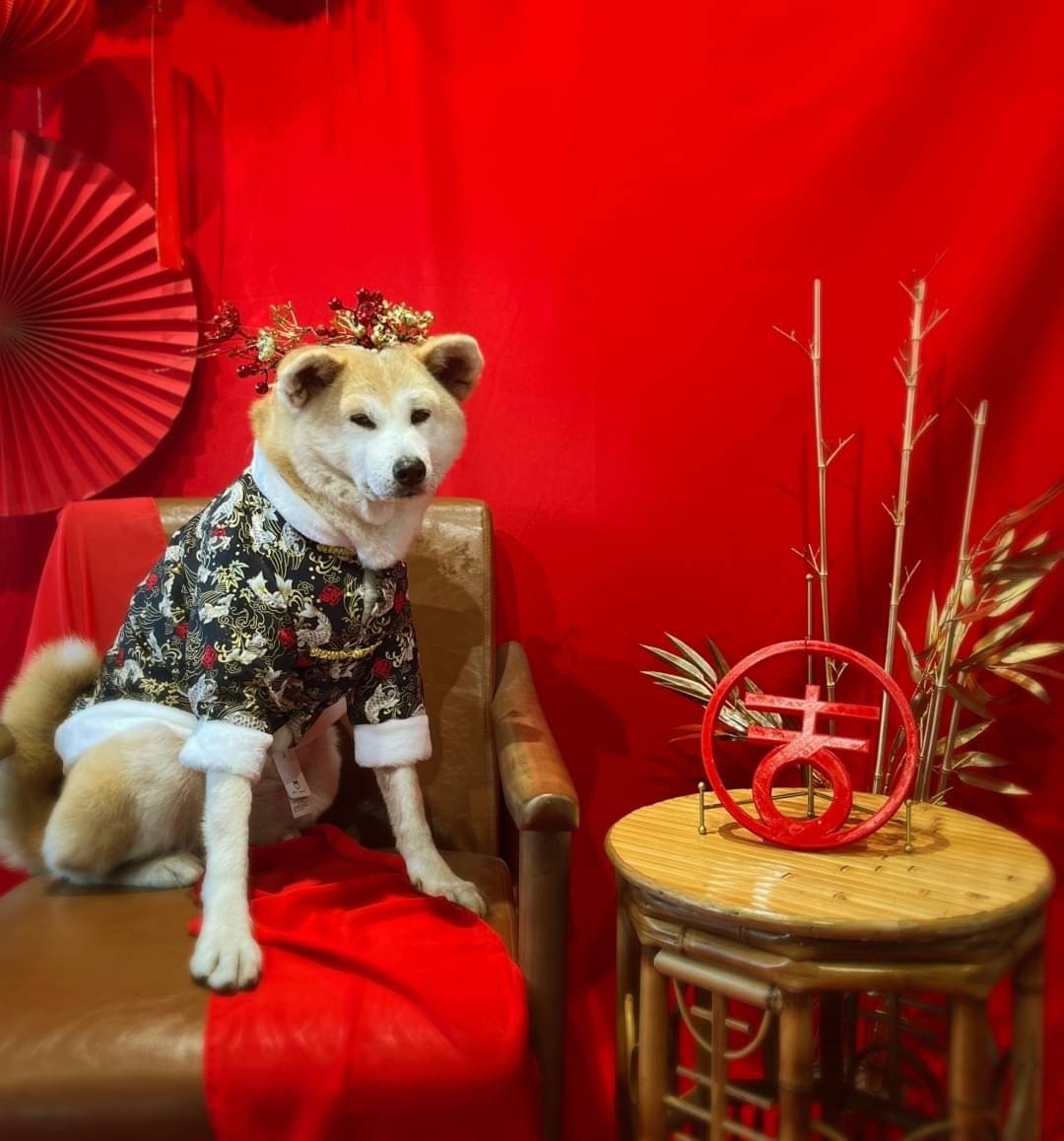 和宝贝一起过年花开吉祥花圈活动 - 户外/室内活动 - 其他材质 