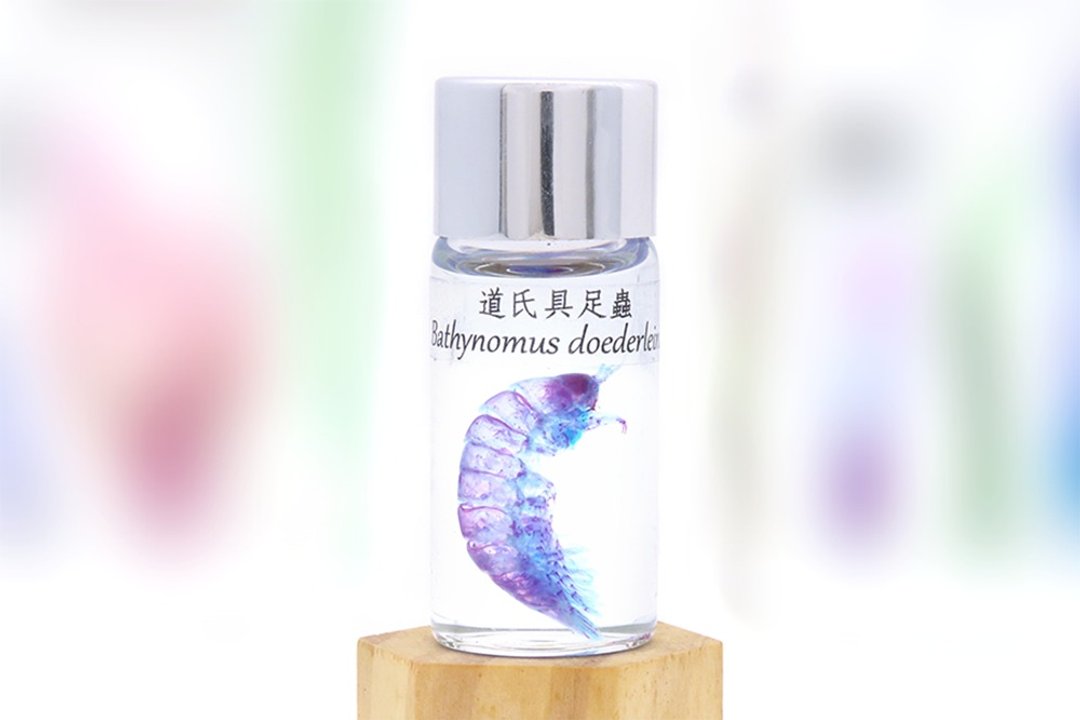 透明生物标本 - 道氏具足虫 Bathynomus doederleinii (中) - 摆饰 - 玻璃 