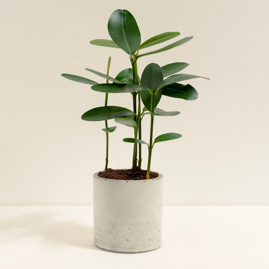 琼崖海棠│泥作系列│福所栽 - 植栽/盆栽 - 水泥 绿色