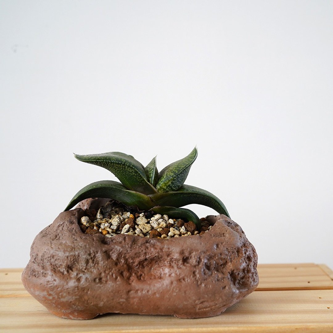 【竒植花物】多肉植物盆栽 元宝花 卧牛 大熊掌 室内观赏植物 - 植栽/盆栽 - 植物．花 