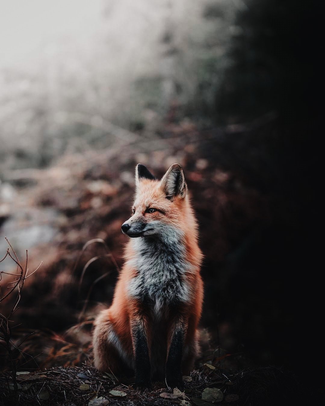 15 Dark Green Capture One Styles Digital file - 其他数码设计 - 其他材质 