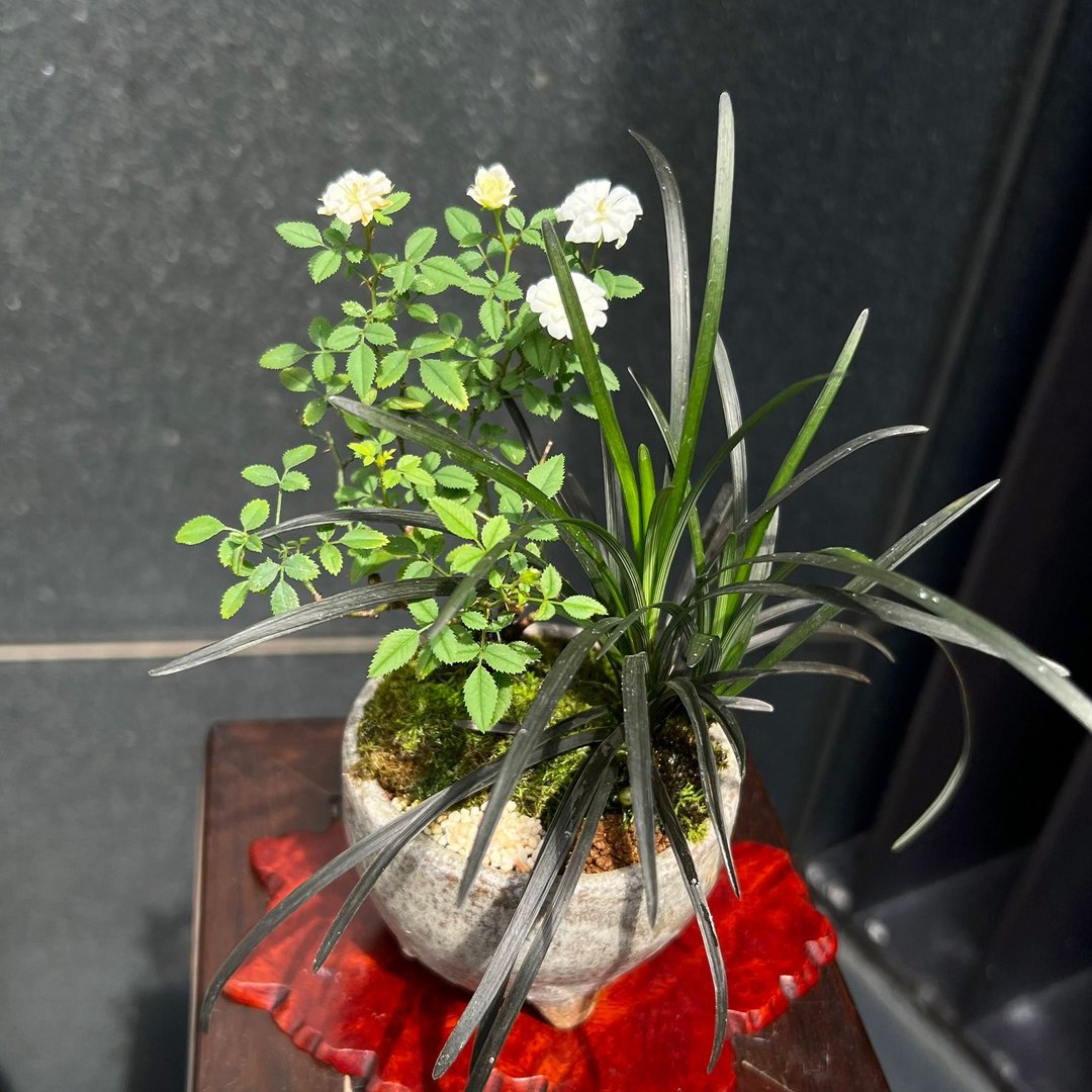 日本山形姬蔷薇∣信乐烧钵合植山野草 - 植栽/盆栽 - 陶 