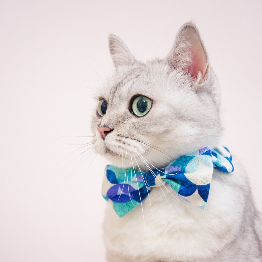 蝴蝶结松紧项圈 宠物领结 bow tie -- 和纹圈圈 (蓝售完) - 项圈/牵绳 - 棉 多色