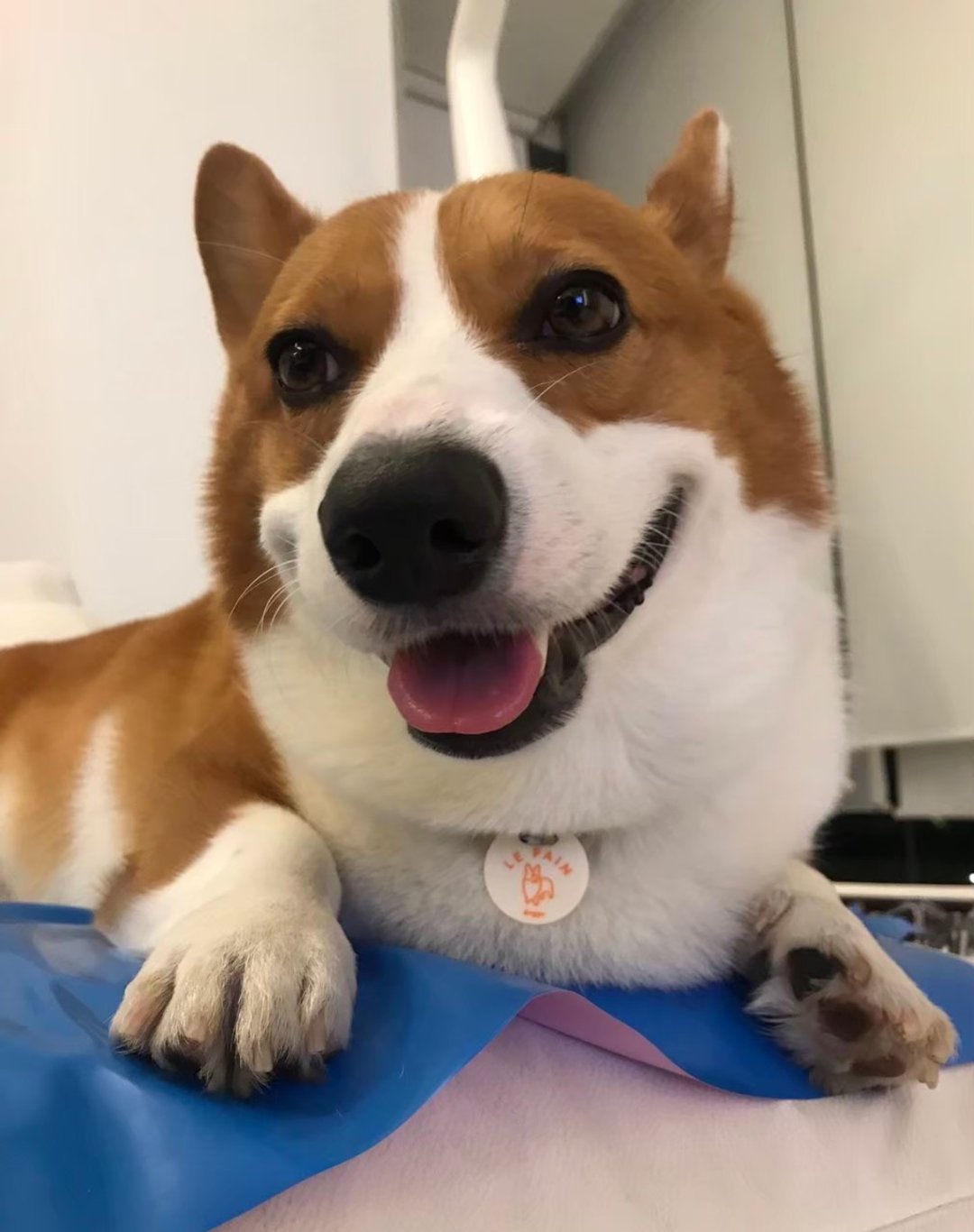 Doggu Handmade Customised i.d. tag (Pet Portrait) - Forest rope color - 项圈/牵绳 - 防水材质 多色
