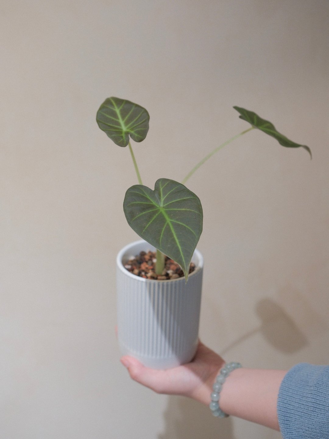 皇家之盾观音连 - 植栽/盆栽 - 植物．花 
