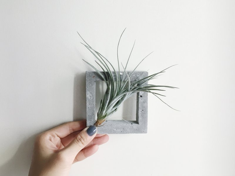 水泥空气凤梨组合 盆栽 (附棉花糖空气草) - 植栽/盆栽 - 水泥 灰色