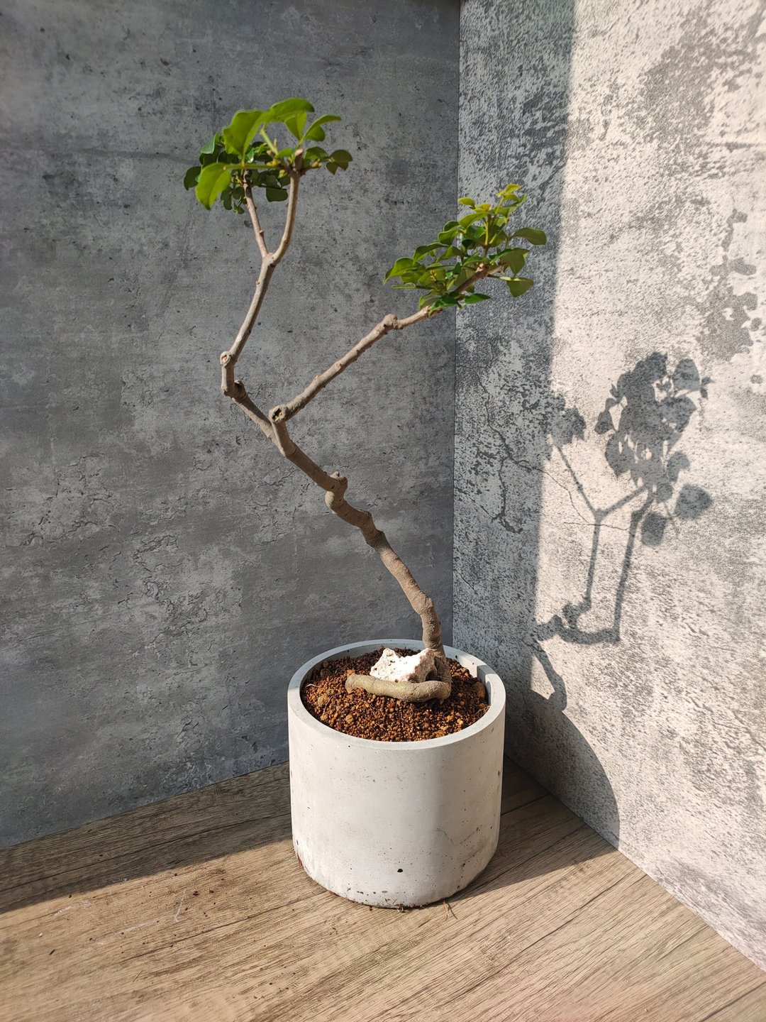 水泥盆--附石光腊树 - 植栽/盆栽 - 植物．花 