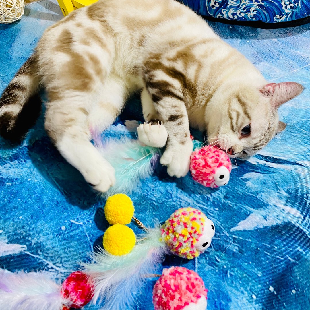 【猫玩具】Petsville派思维 毛线团子铃铛逗猫玩具(3款) - 玩具 - 玩具 - 聚酯纤维 粉红色