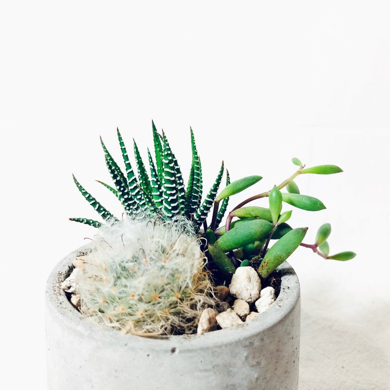 纯粹系列-圆形泥盆/工业灰 - 植栽/盆栽 - 水泥 银色