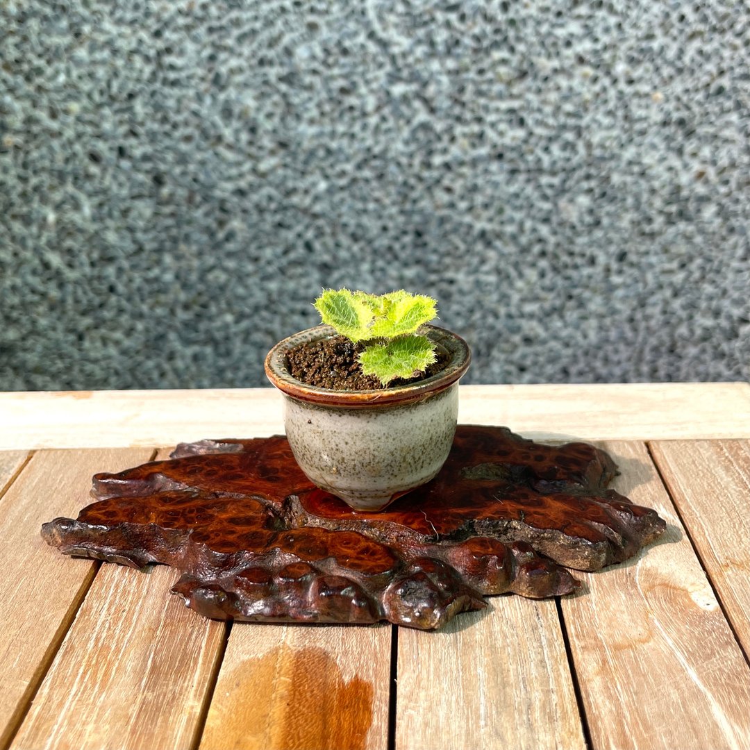 山野草 日本七变化虎耳草 松年手工盆 - 植栽/盆栽 - 植物．花 