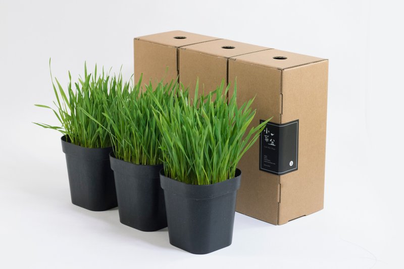 毛小孩的天然小菜 小麦草盆栽/猫咪/狗狗/兔子蔬菜 (3入) - 植栽/盆栽 - 植物．花 绿色