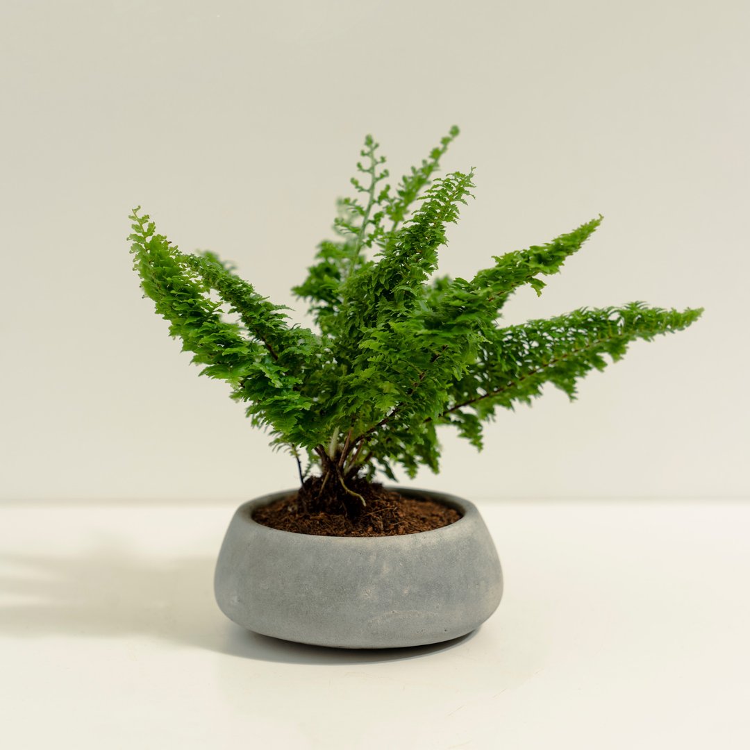 蕾丝蕨│泥作系列│福所栽 - 植栽/盆栽 - 水泥 绿色