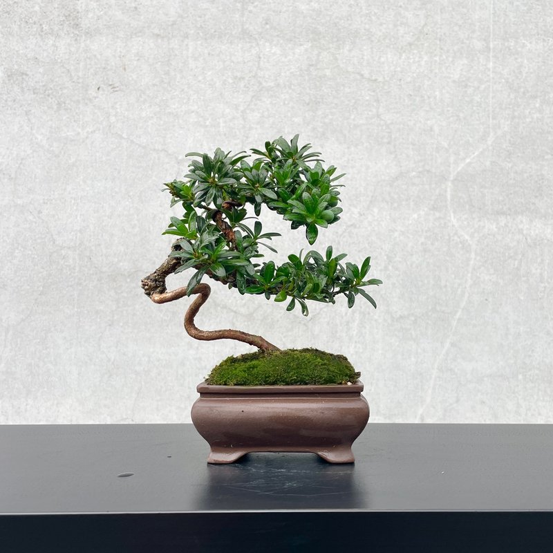 小品盆栽-珍珠罗汉松 稀有母株 盆景 - 植栽/盆栽 - 植物．花 