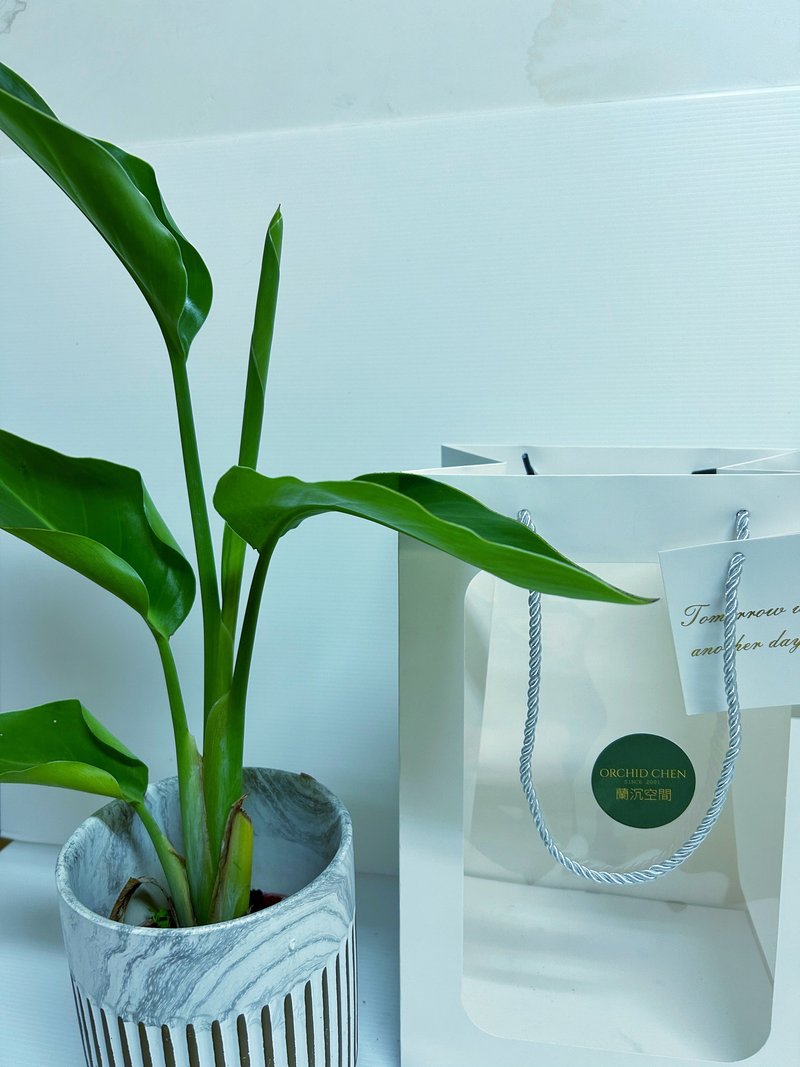 【质感爆棚】天堂鸟大理石纹桌上盆栽 新局开幕送礼自用观赏 - 植栽/盆栽 - 陶 