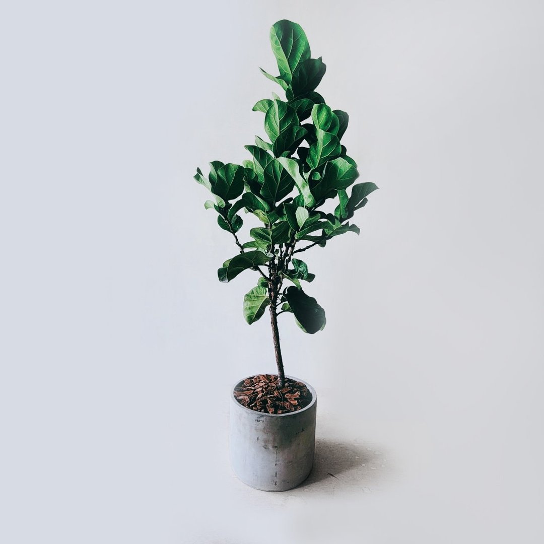 开幕首选盆栽-琴叶榕 - 植栽/盆栽 - 植物．花 