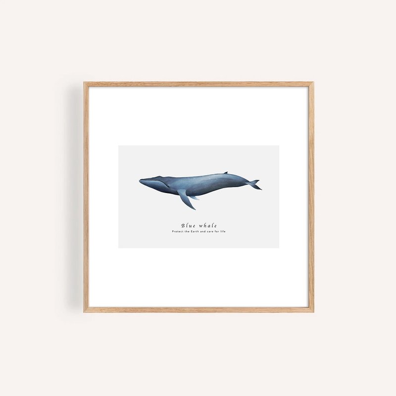 蓝鲸 Blue Whale / 海洋动物插画挂画 / 艺术无框输出 - 海报/装饰画/版画 - 纸 