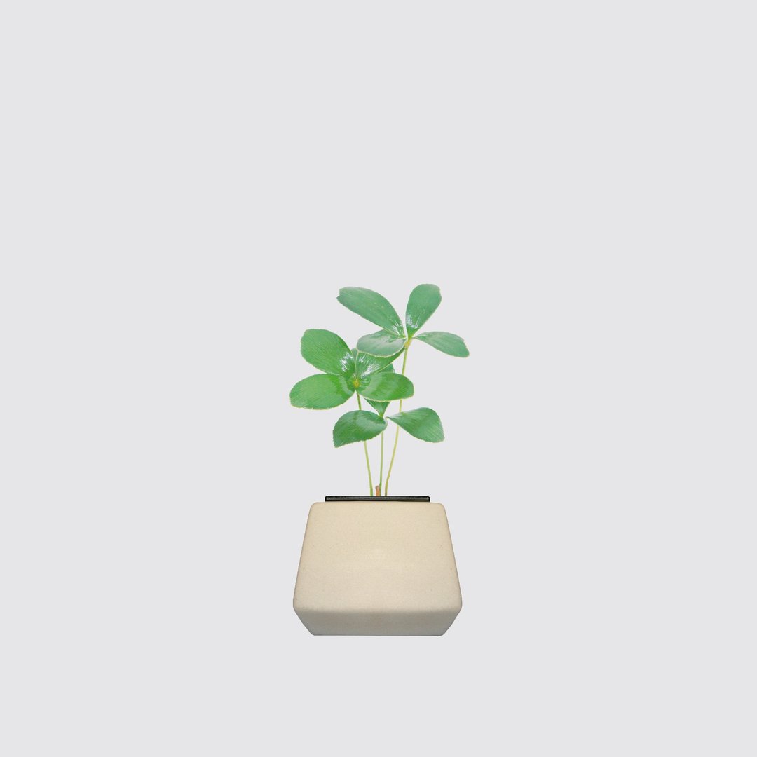 │ 方盆系列 │ 幸运铁树 - 送礼植物  陶瓷盆器 水耕盆栽 - 植栽/盆栽 - 植物．花 