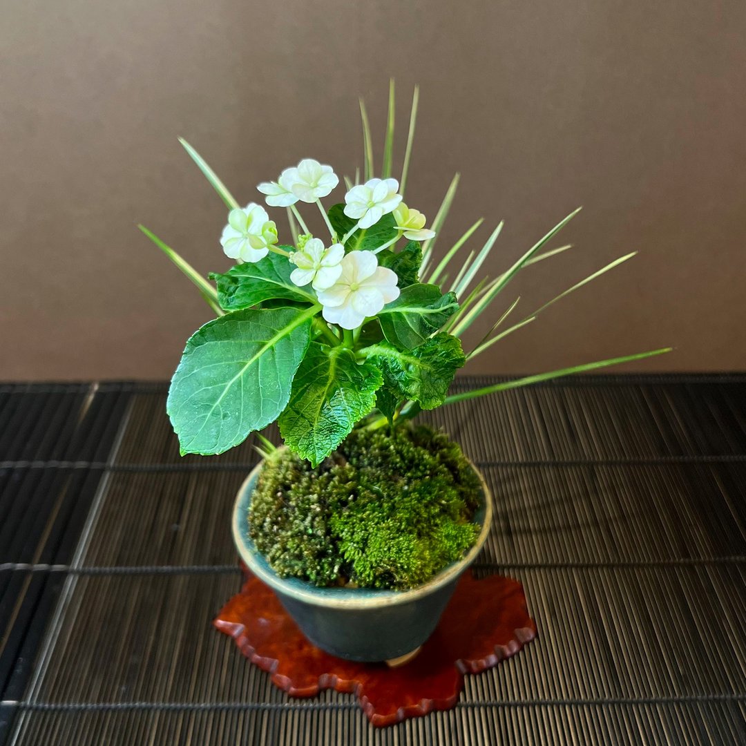 日本紫阳花∣森の泉 山野草盆栽 - 植栽/盆栽 - 陶 