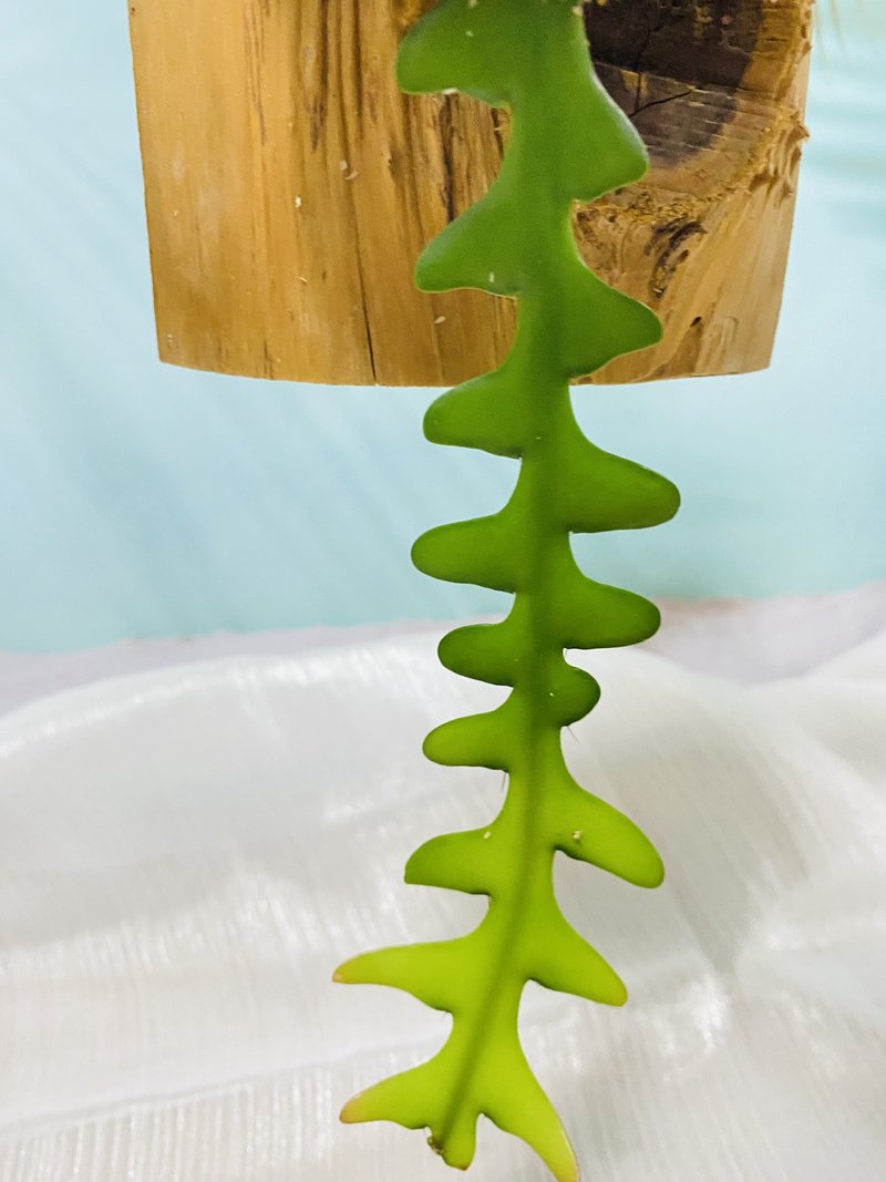 鱼骨令箭水苔圆球上板  文青网美最爱 森林系壁植 毕业礼物 - 植栽/盆栽 - 木头 咖啡色