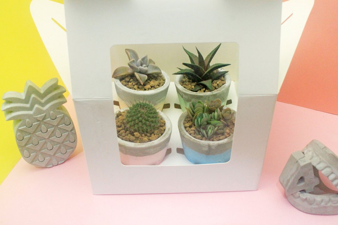 情人节DIY礼盒 -4个盆器  4种多肉植物 - 植栽/盆栽 - 植物．花 