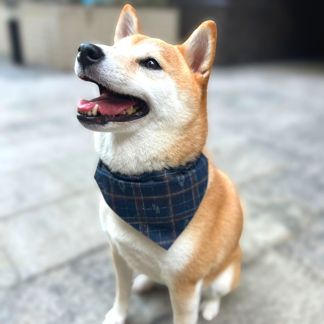 Woofy Woofy 宠物领巾 绅士格纹 双面撞色 手工制作 纯棉 - 衣/帽 - 棉 多色