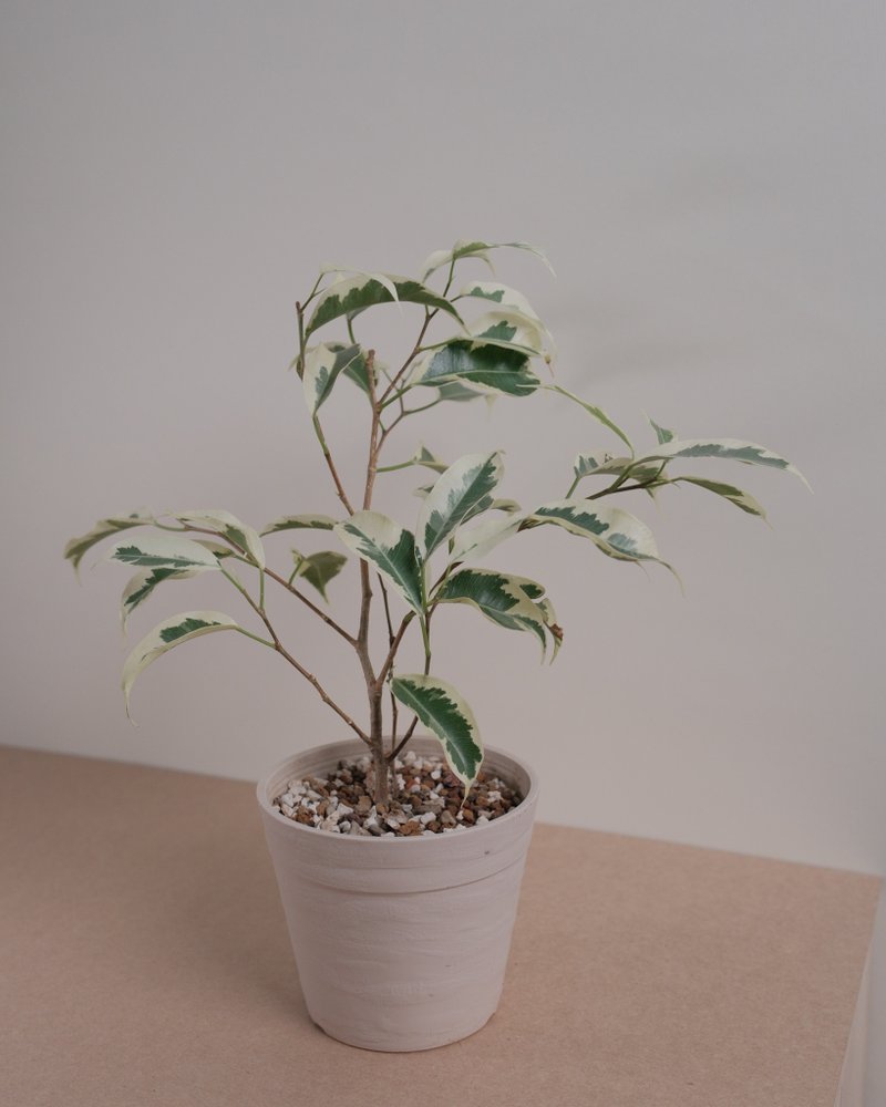 斑叶垂榕 - 植栽/盆栽 - 植物．花 
