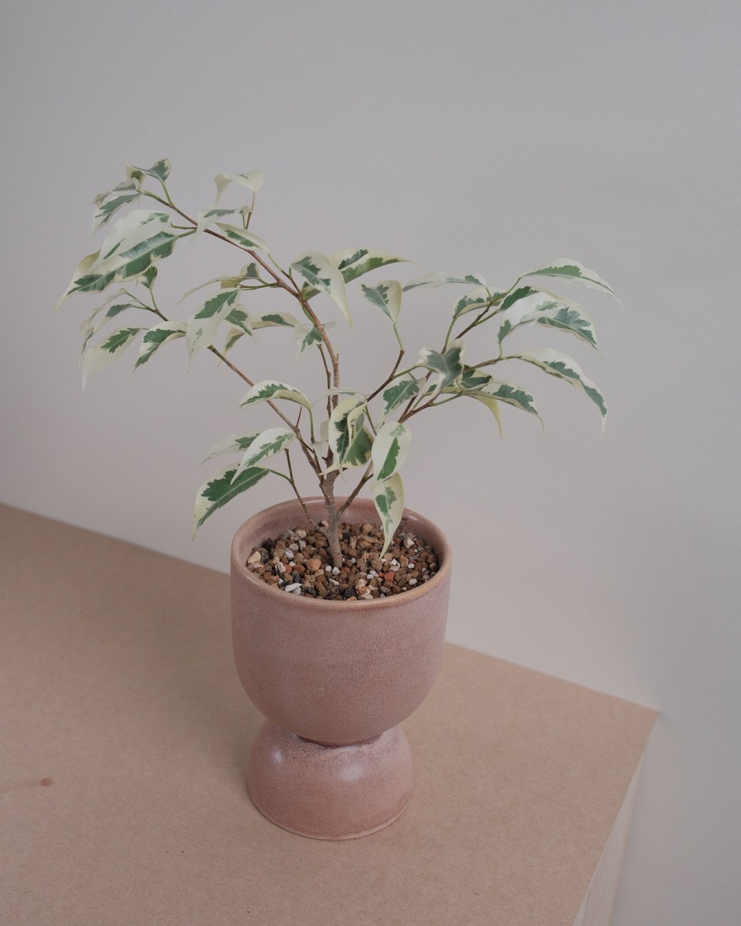 斑叶垂榕 - 植栽/盆栽 - 植物．花 