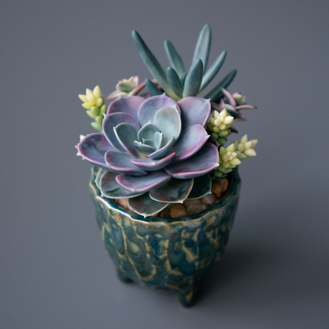 带有 Echeveria Perle von Nurnberg 的迷你饰品盒 - 收纳用品 - 其他材质 多色