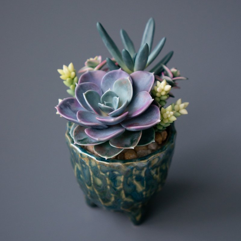 带有 Echeveria Perle von Nurnberg 的迷你饰品盒 - 收纳用品 - 其他材质 多色