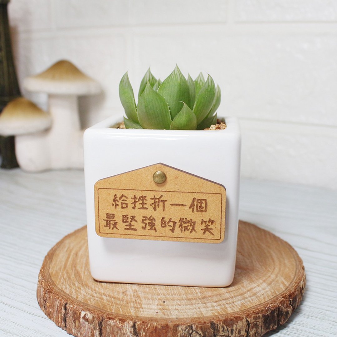 l小日植l 多肉小白盆栽-实生玉露(附字牌) - 植栽/盆栽 - 植物．花 绿色