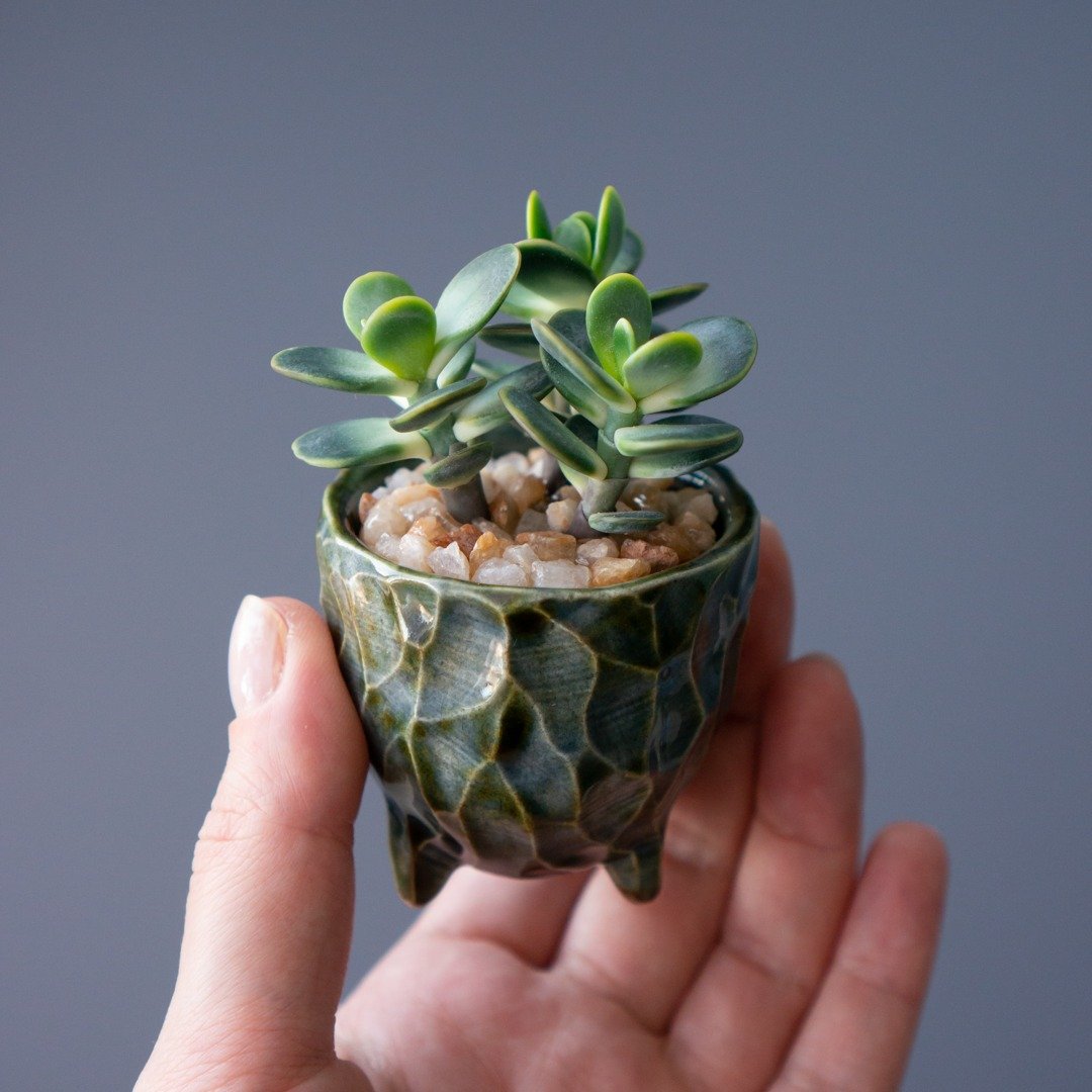 带有 Crassula Ovata 的微型珠宝盒 - 收纳用品 - 其他材质 