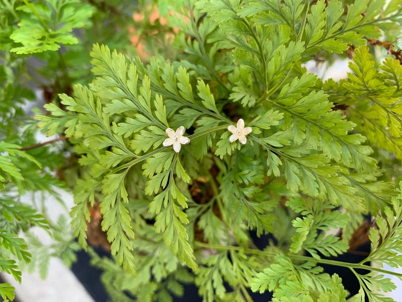 925纯银  福利品A【  立体小花耳针】 - 耳环/耳夹 - 纯银 绿色