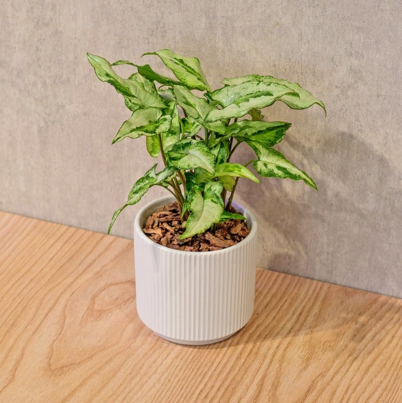 三王合果芋 莫兰迪色系直纹陶盆 室内植物 观叶植物 礼物 盆栽 - 植栽/盆栽 - 植物．花 白色