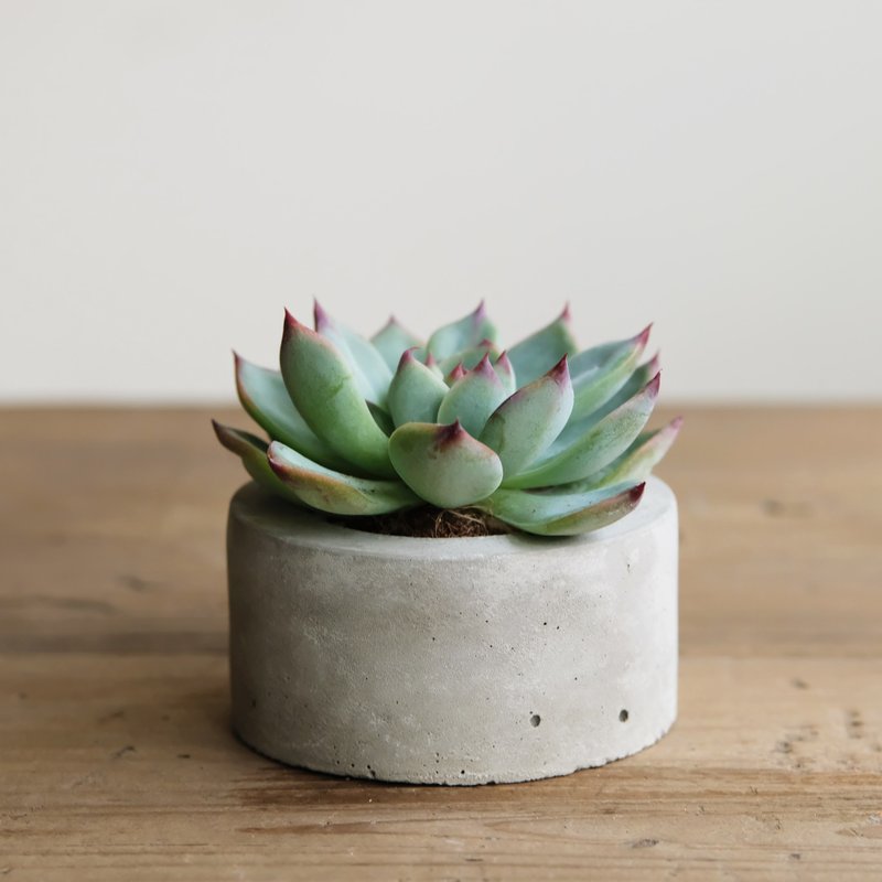 圆柱水泥盆-多肉盆栽材料包 Succulents potted - 植栽/盆栽 - 水泥 灰色
