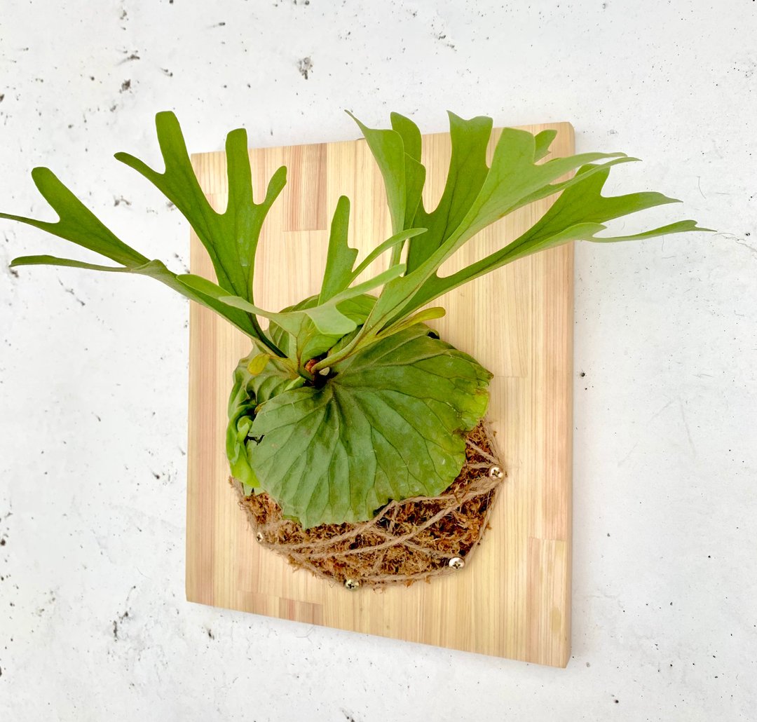 【植蕨】_鹿角蕨     /   蕨类植物 壁饰 疗愈植栽 送礼 毕业礼物 - 植栽/盆栽 - 植物．花 绿色