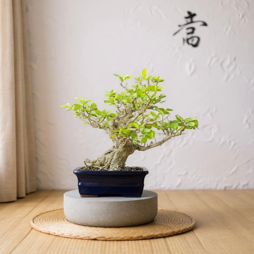 中品盆栽-西印度樱桃 盆景 送礼 - 植栽/盆栽 - 植物．花 