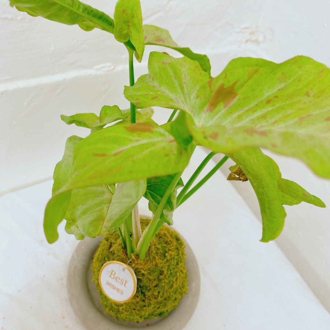 【植物苔球】纸屑 合果芋 苔球  疗愈 文青 送礼 观叶植物 室内 - 植栽/盆栽 - 植物．花 卡其色