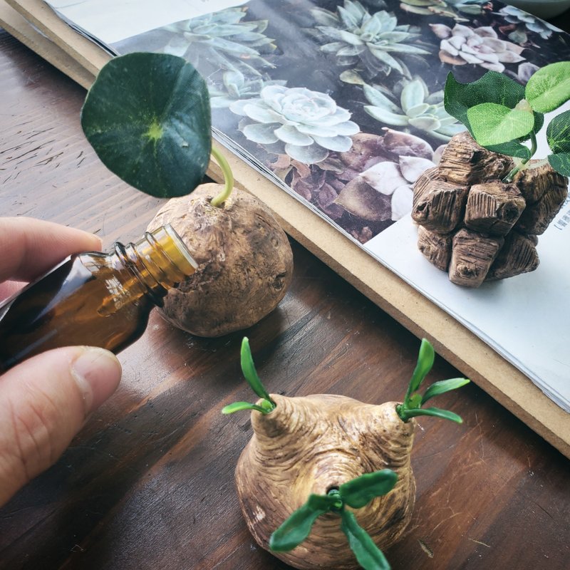 Caudex Aromastone- 块根植物扩香石 - 香薰/精油/线香 - 其他材质 绿色