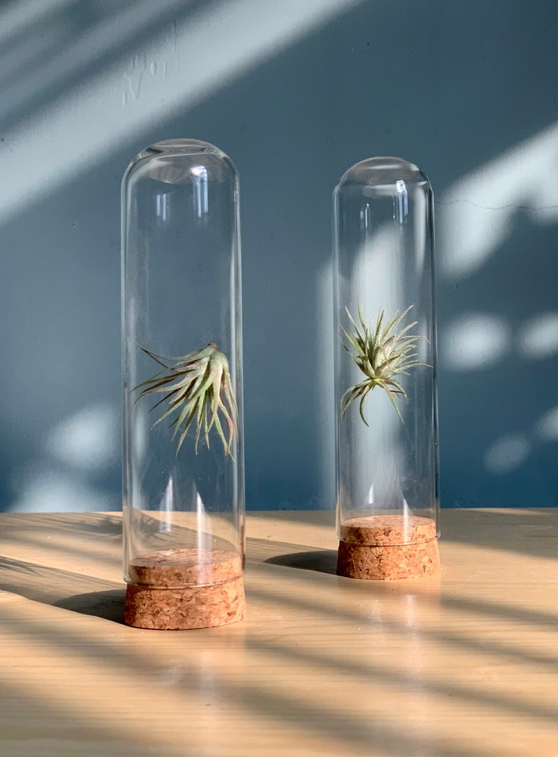 反重力空气草 - 植栽/盆栽 - 玻璃 绿色