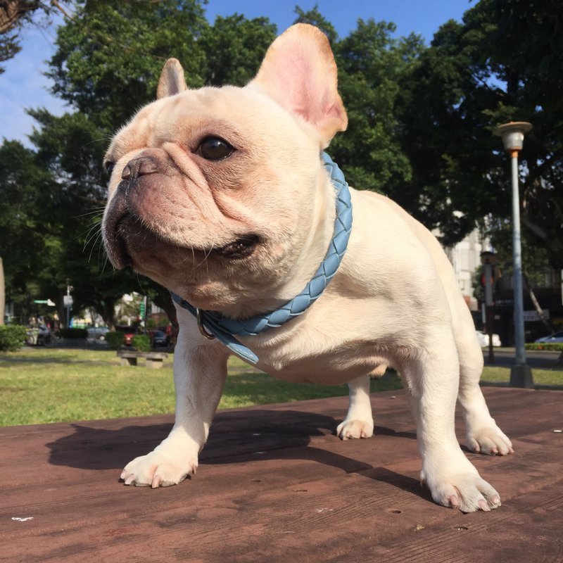 Oops意大利软革编织真皮项圈- - 项圈/牵绳 - 真皮 粉红色