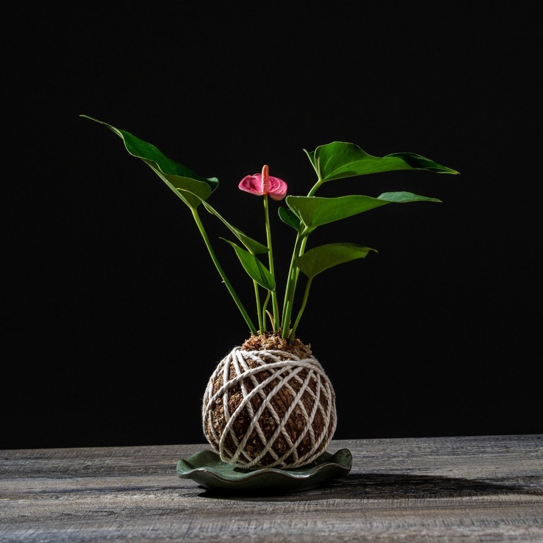 粉红火鹤花苔球 苔球植物 苔玉 室内植物 办公室植物 交换礼物 - 植栽/盆栽 - 植物．花 