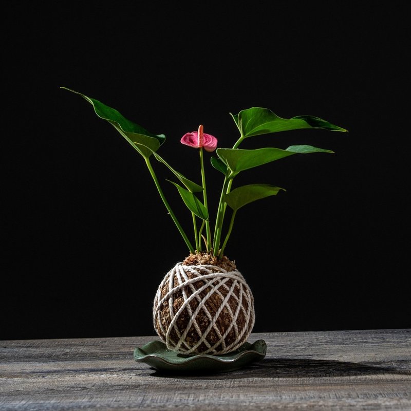 粉红火鹤花苔球 苔球植物 苔玉 室内植物 办公室植物 交换礼物 - 植栽/盆栽 - 植物．花 