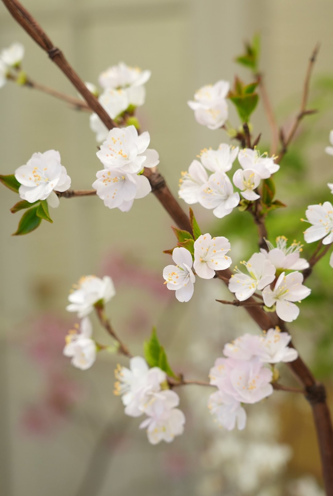 高定造花工艺 丝绸樱花 真丝明火烫花 法国传统制花工艺 收藏品 - 摆饰 - 丝．绢 白色