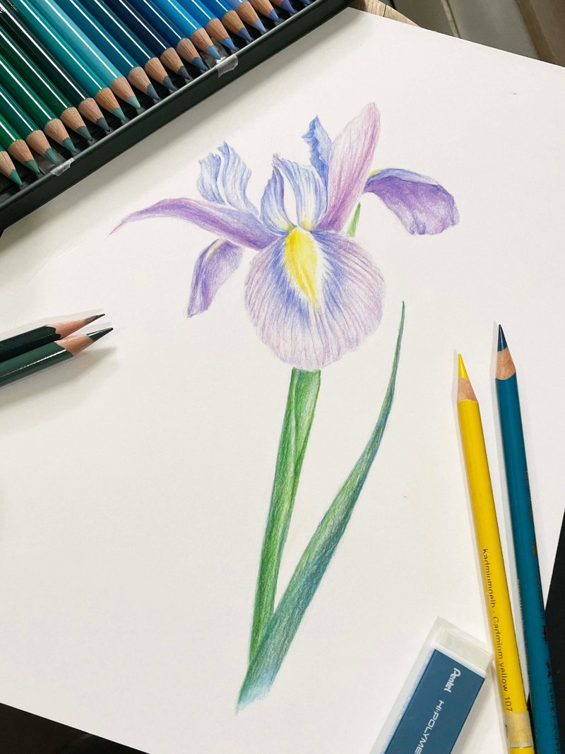 色铅笔体验 鸢尾花的优雅姿态 - 插画/绘画/写字 - 纸 