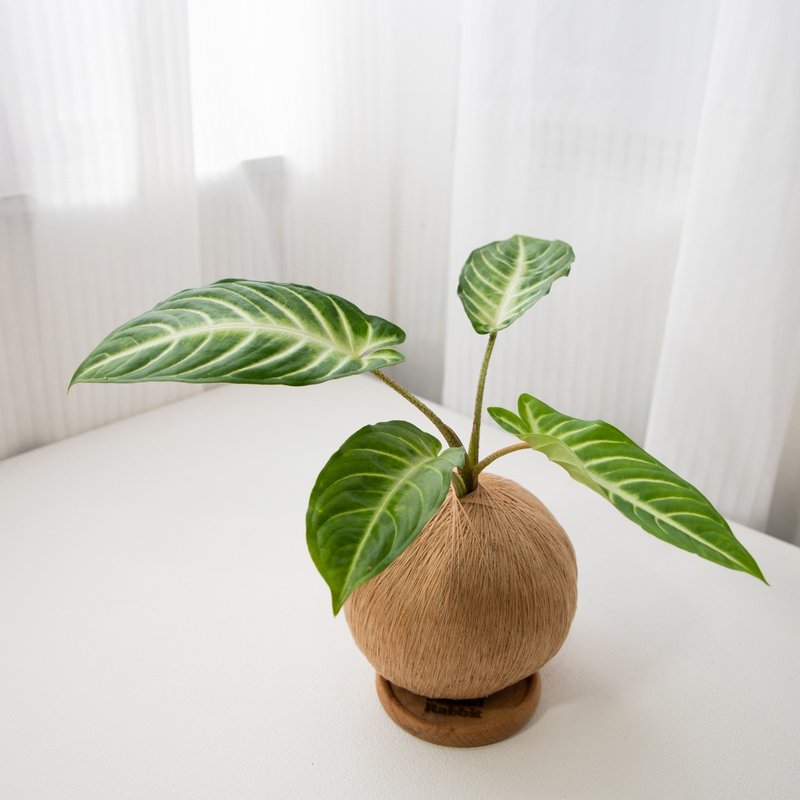 乳脉千年芋 手作植栽苔球 - 植栽/盆栽 - 植物．花 