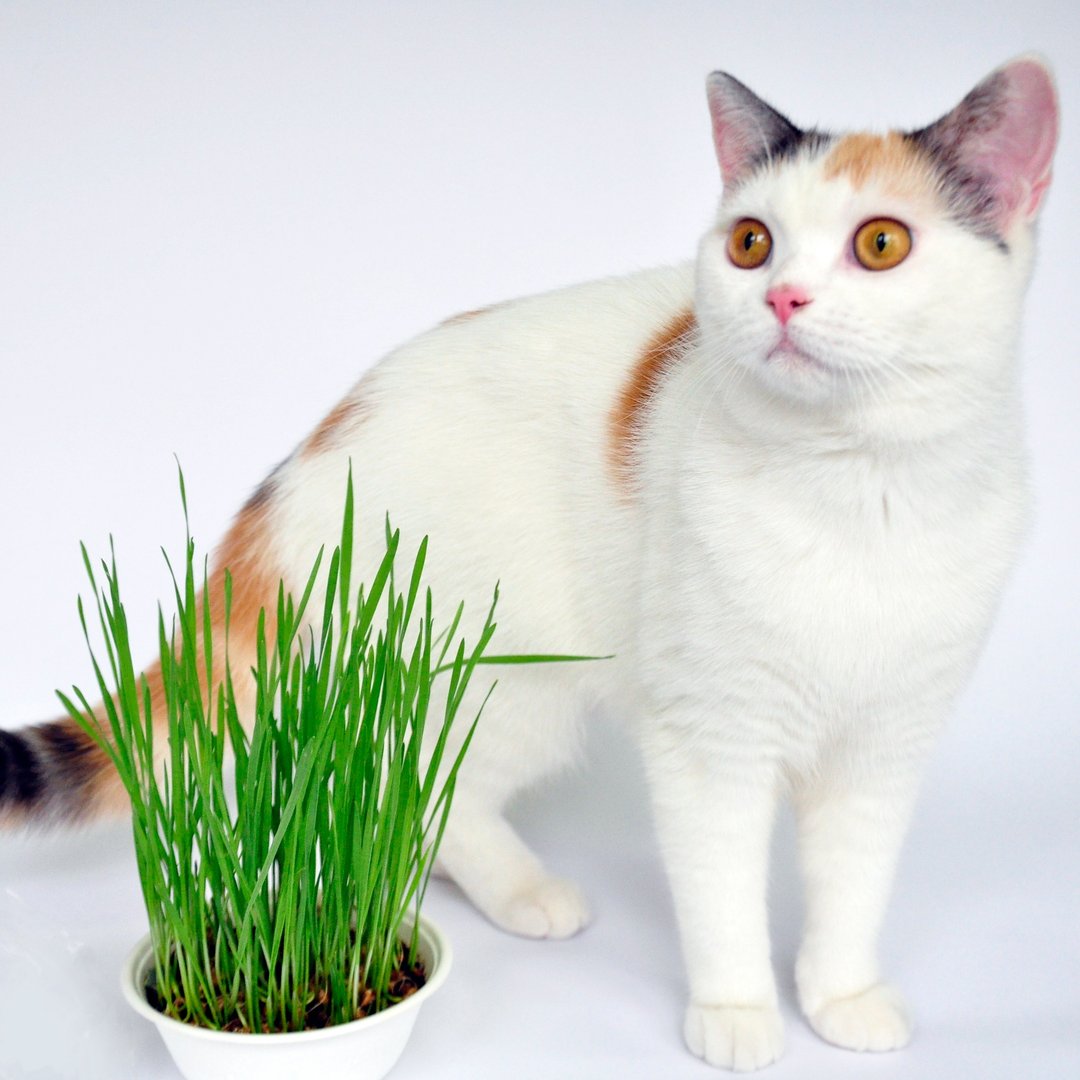 DIY猫草植栽组 速菜 小麦草植栽组 猫草 交换礼物 宠物 - 零食/点心 - 纸 绿色